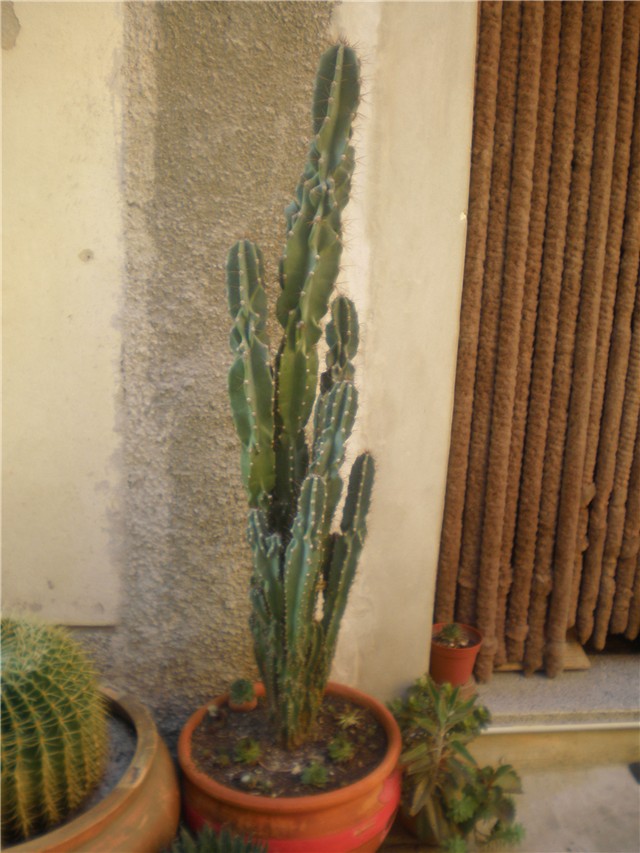 cereus jamacaru m.